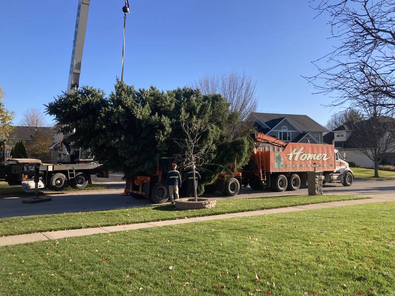 Photos Christmas Tree Makes it's Way to Downtown Joliet. Shaw Local