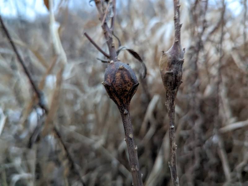 Round galls on the stems of goldenrod are the work of the goldenrod gall fly, Eurosta solidaginis, while elliptical galls are created by a moth, Gnorimoschema gallaesolidaginis.