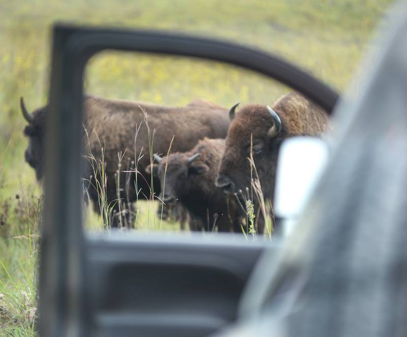 Bison look at one of the vehicles that pulled wagons out to the prairie during Bison Tours at the Nachusa Grasslands on Saturday, Sept. 20, 2025. The tours were offered during the annual Autumn on the Prairie event.