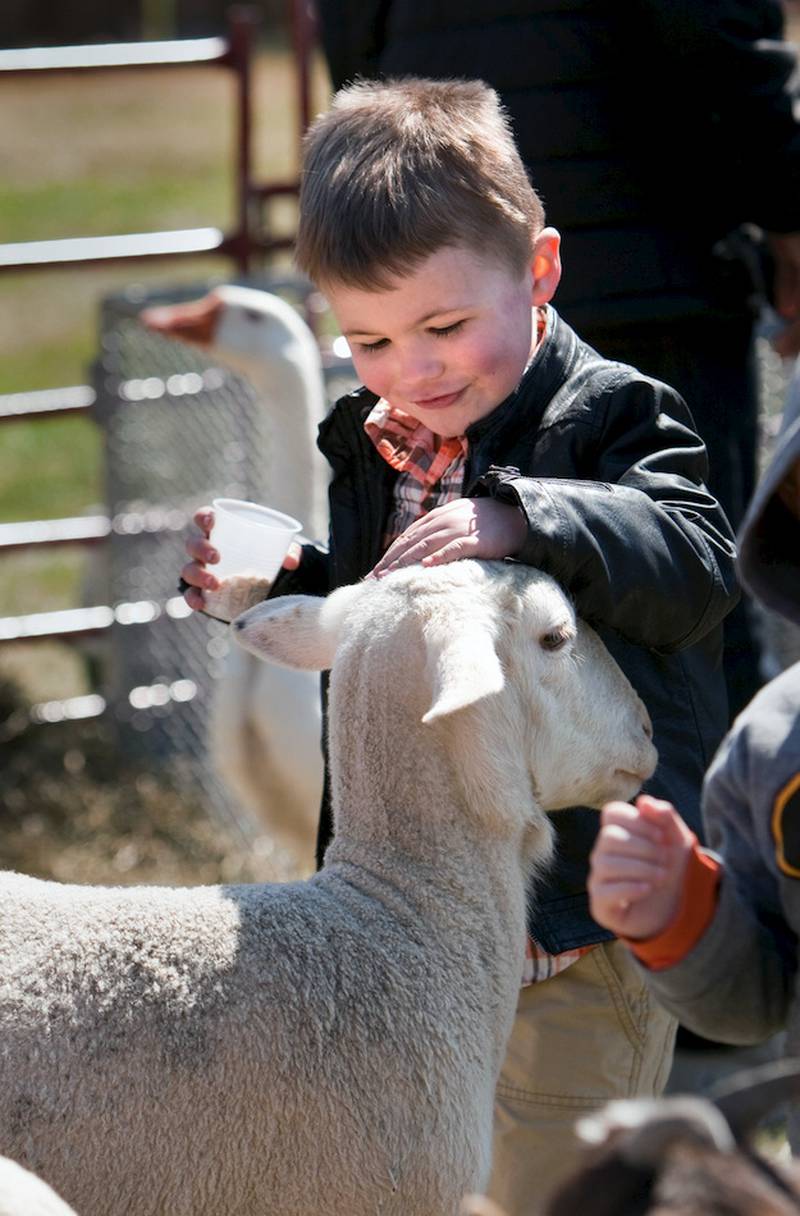 Jake Fuglsang, 4, of Crest Hill, enjoys the petting zoo at the Hippity-Hop Easter Egg Hunt on April 4 at The Timbers of Shorewood retirement community in Shorewood.