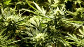 Illinois hits record $2 billion in cannabis sales as legal market thrives