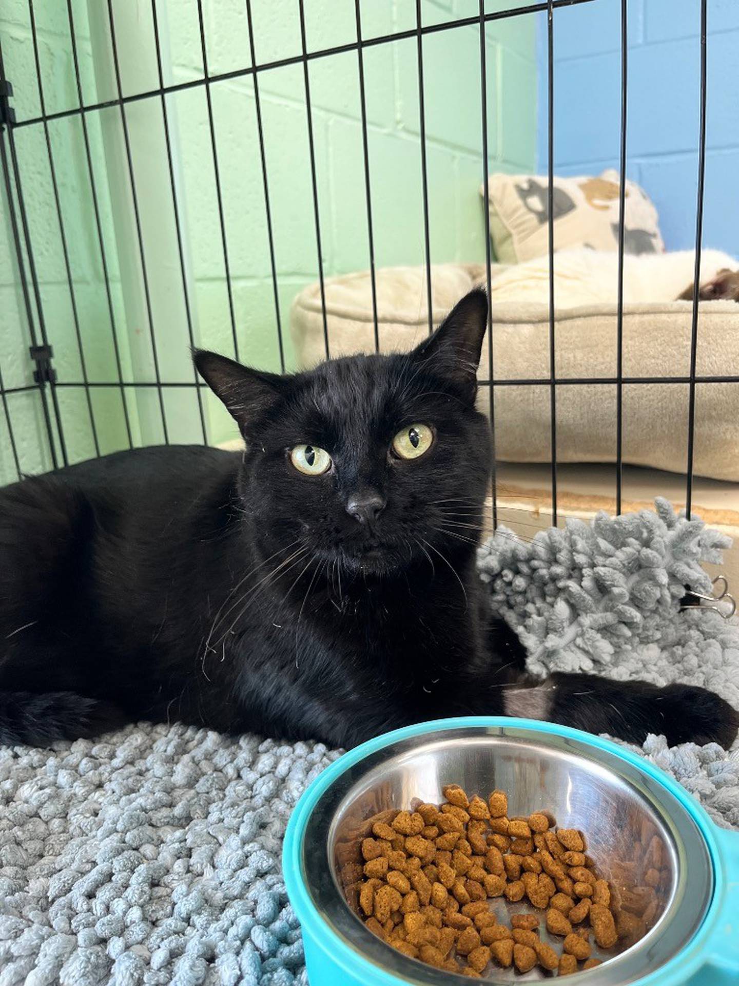 Eight-year-old Banks was adopted from the humane society as a kitten and recently returned, where the shelter’s veterinarian discovered Banks had a severe urinary blockage. Banks has recovered but must remain on prescribed urinary food. Banks is very sweet and will lean his whole body into cheek rubs. While recovering in a foster home, Banks was curious and enjoyed lounging on the cat tree or sleeping in a cozy basket. Banks previously lived with dogs and is currently being introduced to other cats. To meet Banks, email the Will County Humane Society at willcountyhumane.com and follow the instructions for the adoption process.