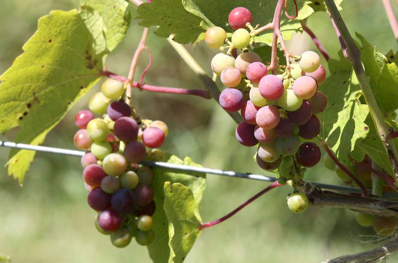 Some of the grapes at Waterman Winery & Vineyards are beginning to ripen Friday, July 29, 2022, at the farm in Waterman. The winery is celebrating its 20th anniversary this year.