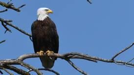 See bald eagles up close Jan. 14 with Will County Forest Preserve District program