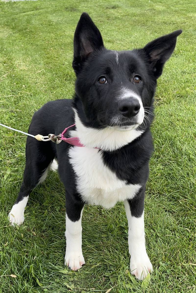 Emmie is a bashful, 5-month-old border collie/Akita mix. She has done well in playgroups with dogs her size and up. Emmie needs a home without small dogs or cats. To meet Emmie, call Joliet Township Animal Control at 815-725-0333.