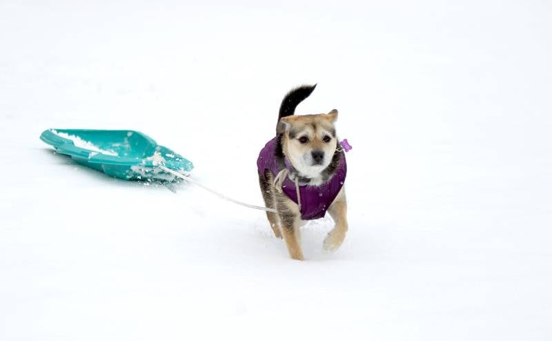 Heaven, owned by Jackie Rakers, runs with her sled at Fabyan Forest Preserve in Geneva on Wednesday, Jan. 25, 2023.