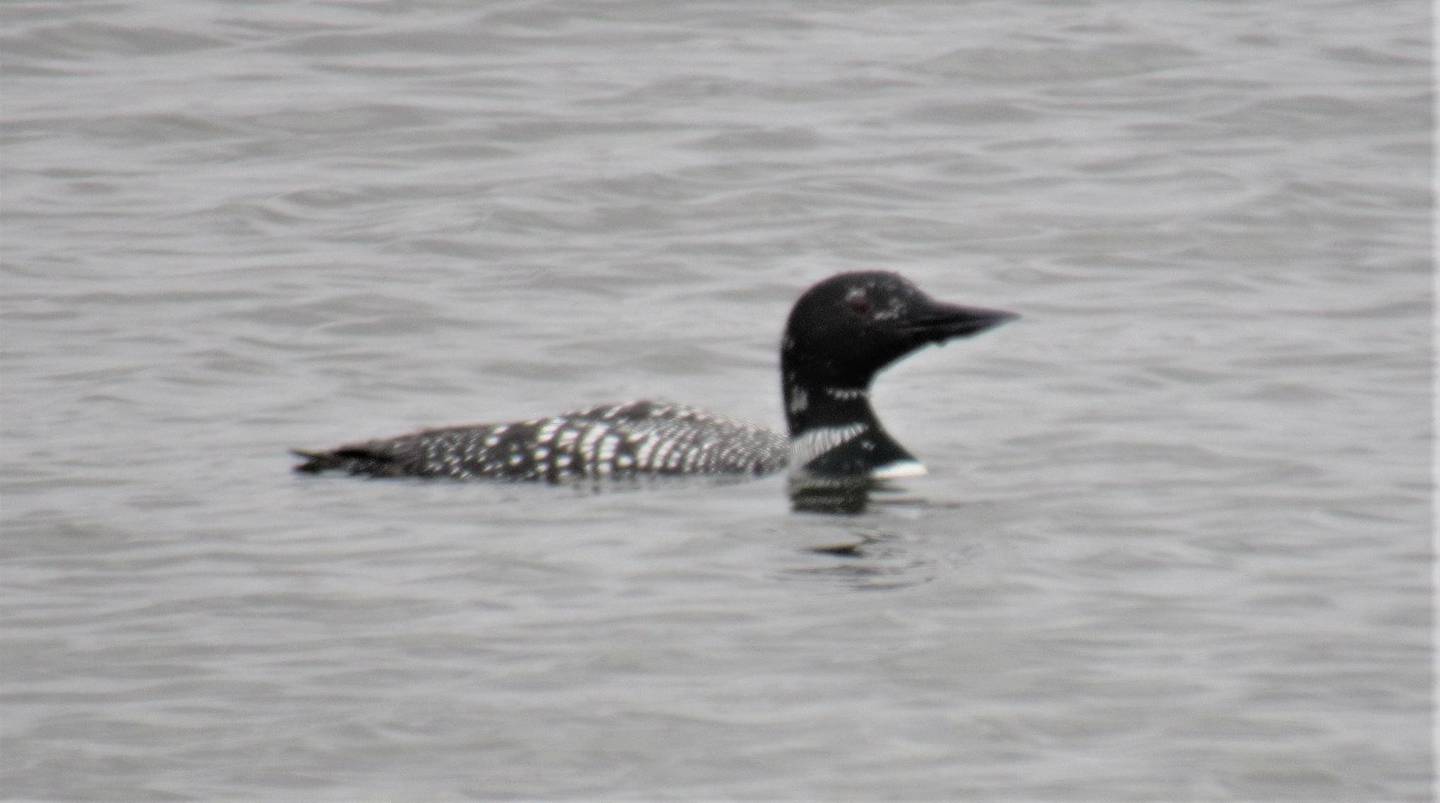 A common loon, on its way to its northern breeding grounds, stopped to rest and feed for a few days at the pond at Northwestern Medicine Delnor Hospital in Geneva. In the larger photo, the bird can be seen as a tiny black dot in the water below the cars.