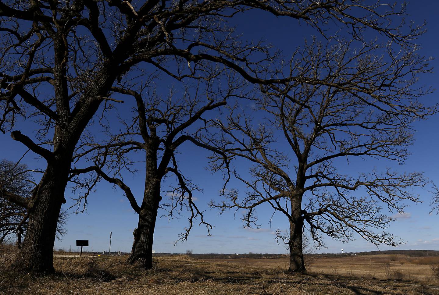 Oak trees on Wednesday, March 20, 2024, in Glacial Park. Tamarack Farms, a 985-acre property in Richmond, has been acquire by The Conservation Fund, Illinois Audubon Society, and Openlands and will be added to the Hackmatack National Wildlife Refuge, connecting Glacial Park to the North Branch Conservation Area.