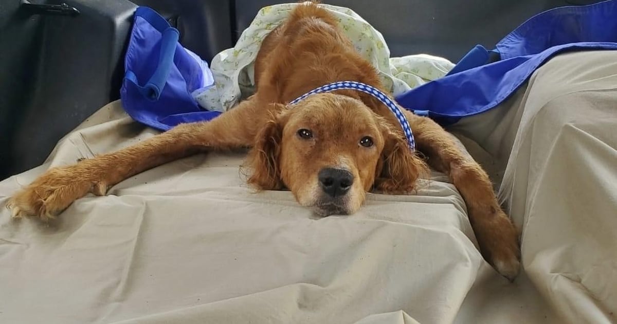 2 dogs recovering in IVAR’s care after rescue from Utica residence ...