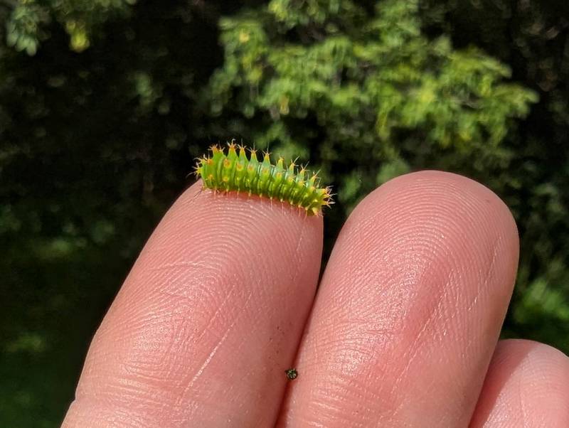 Just like human babies, insect babies – also known as larvae – sometimes bear little resemblance to the adults they become.