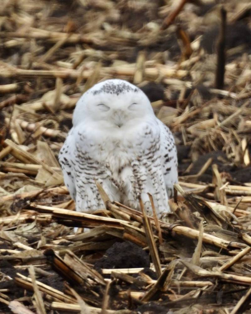Jeff Aufmann, vice president of the McHenry County Audubon Society, took photos of the snowy owl on Monday, Dec. 16, 2024, as it slept. The bird was found dead, hit by a car, early Tuesday morning.