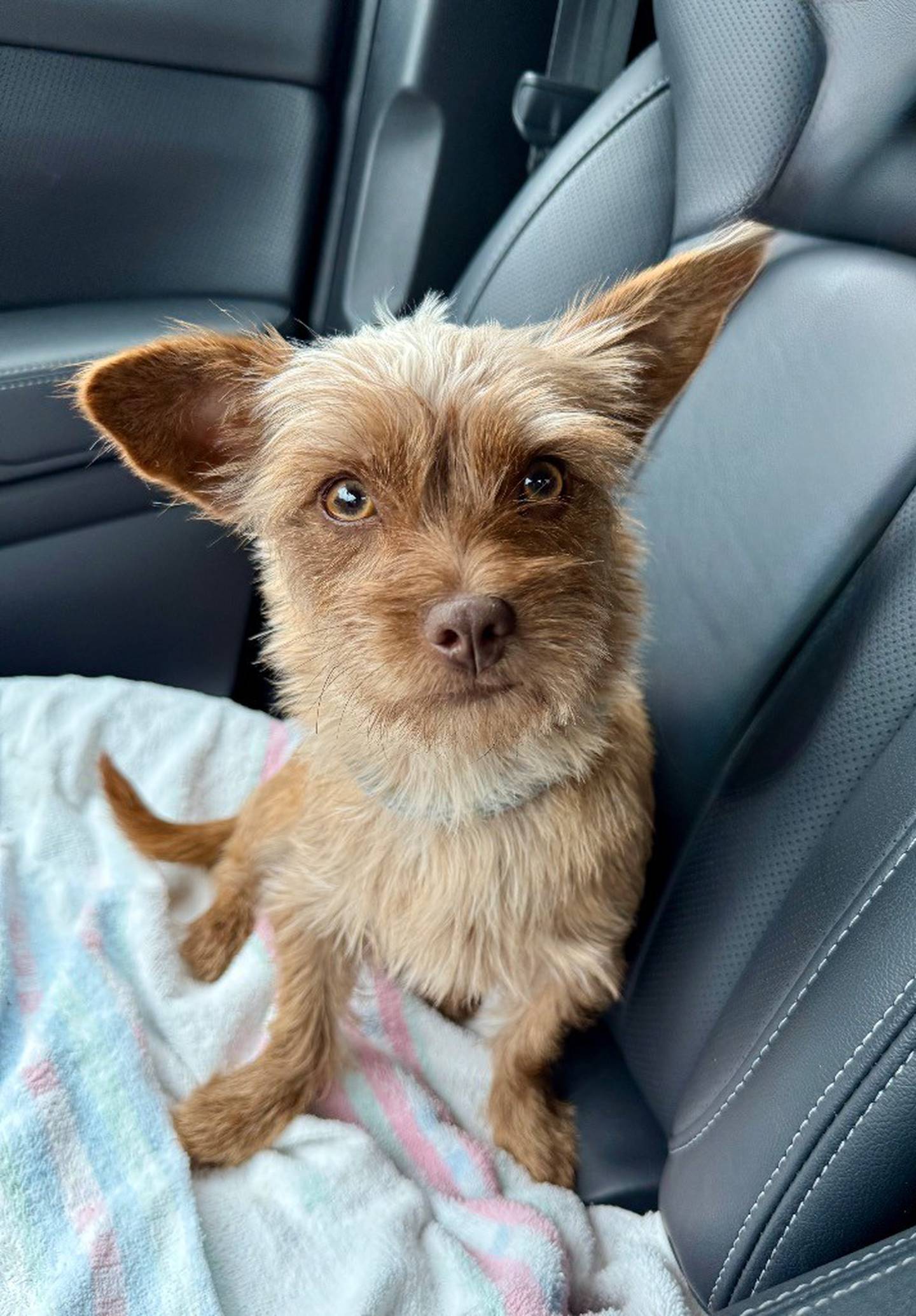 Mellie is a 2-year-old, 10-pound energetic Yorkie mix that’s full of spunk and sass. She loves to run outside and investigate everything. Mellie needs a home without dogs or young children. Contact the Will County Humane Society at willcountyhumane.com and follow the instructions for the adoption process.