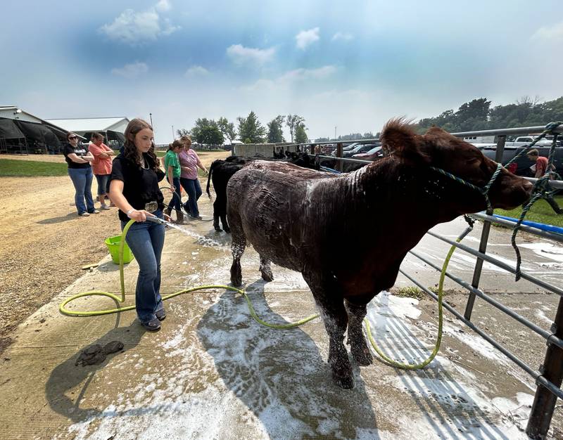 Mayci Humphrey of Dixon washes a steer at the Ogle County 4-H Fair in Oregon on Thursday, July 31, 2025.