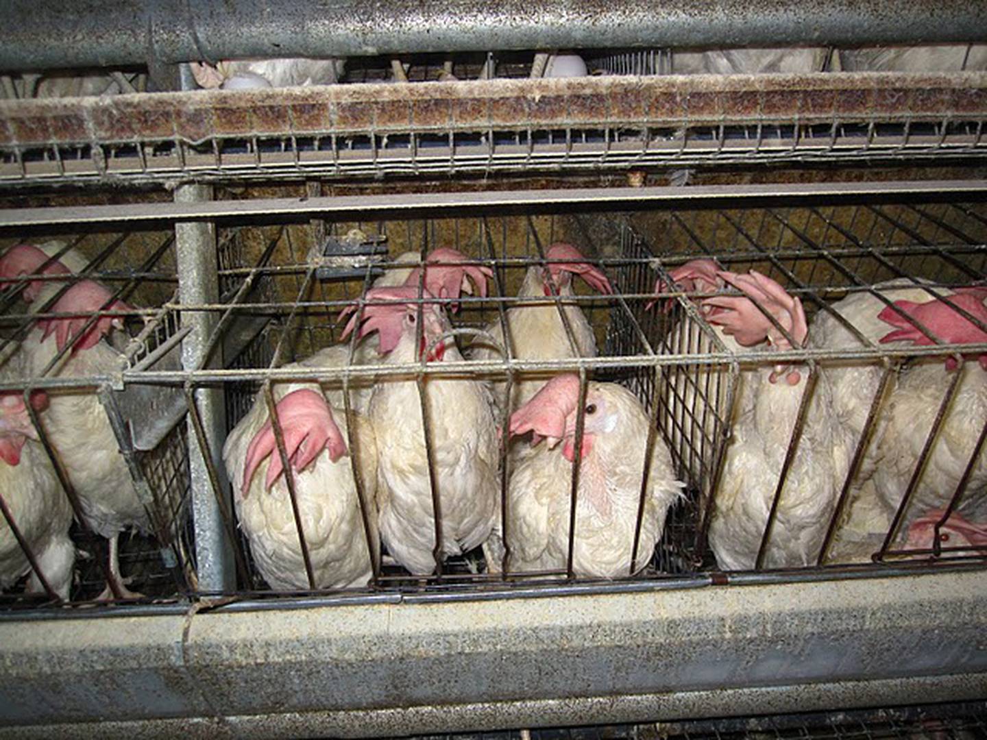 An example of what animal rights organizations call inhumane treatment of hens kept in battery cages for commercial egg laying. Animal Outlook is suing Batavia-based grocer Aldi, alleging that its pledge for cage-free eggs is false.