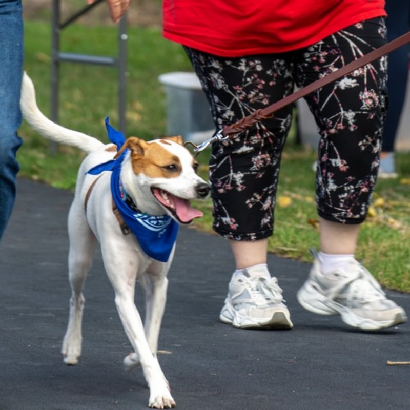 Tails Humane Society will hold its annual Mutt Strut 5K Walk and Run fundraiser at 9 a.m. Oct. 4 in DeKalb's Hopkins Park