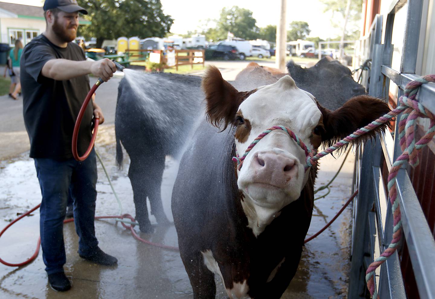 Dottie is not sure that she likes being cleaned by Marshall Petersen of Ebel Farms, during the first day of the McHenry County Fair Tuesday, August 2, 2022, at the fairgrounds in Woodstock.