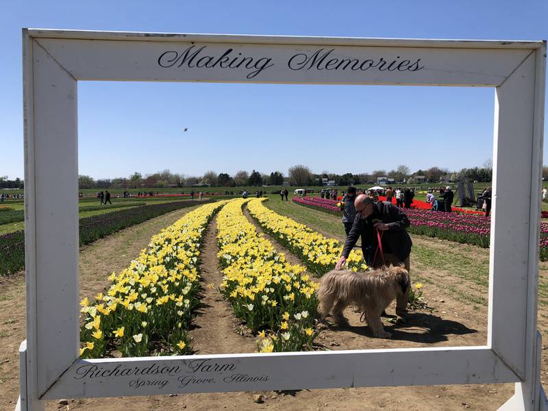 Pierre Steygers poses his dog, Pollux, amid the flowers at Richardson Adventure Farm on Sunday, April 21, 2024. The farm offers several spots for photos amongst the tulip fields.