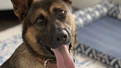 Sheriff’s Office welcomes K-9 Zack to the force 