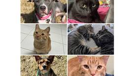 Will County Pets of the Week: March 31, 2025