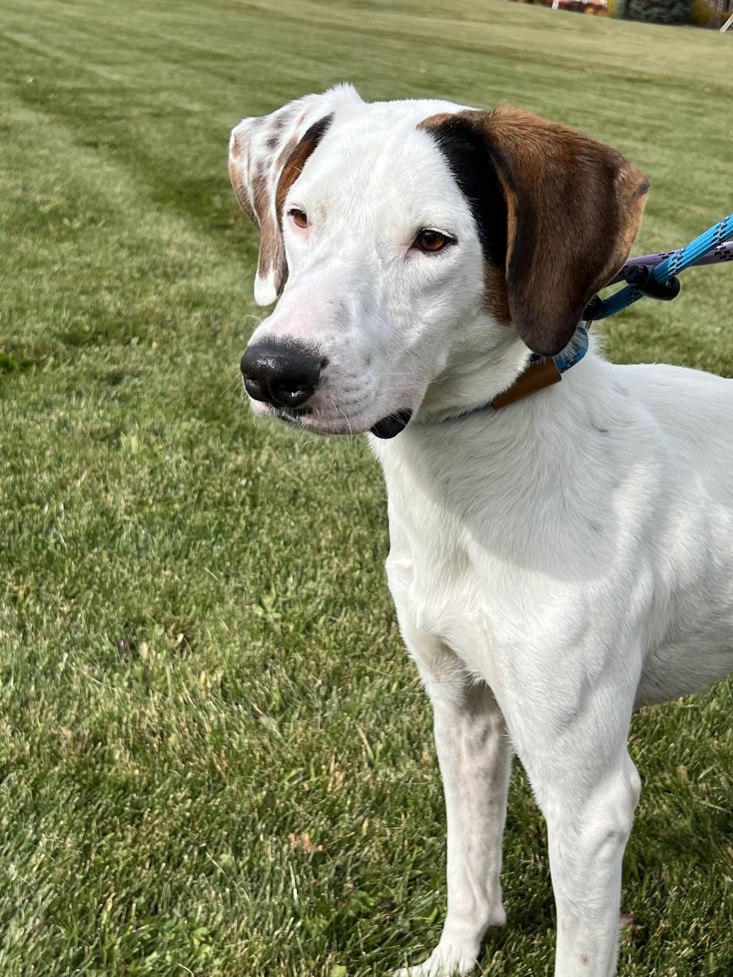 Roscoe is a 3-year-old sweet, loving and playful hound mix who is always ready to make new friends—human or canine. He gets along wonderfully with other dogs and would thrive in a home with a yard where he can run, play, and soak up attention. Roscoe will make a loyal, fun-loving companion. To meet Roscoe, email Dogadoption@nawsus.org. Visit nawsus.org.