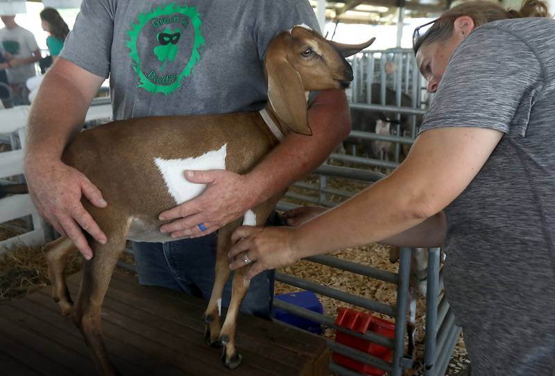 Wendy Kitson, (right) trims Brownie as her husband, Andrew, holds the goat while preparing their son’, Cody’s goat for the 4-H goat judging during the opening day of the McHenry County Fair on Tuesday, July 29, 2025. The fair runs through Sunday at the fairgrounds in Woodstock.