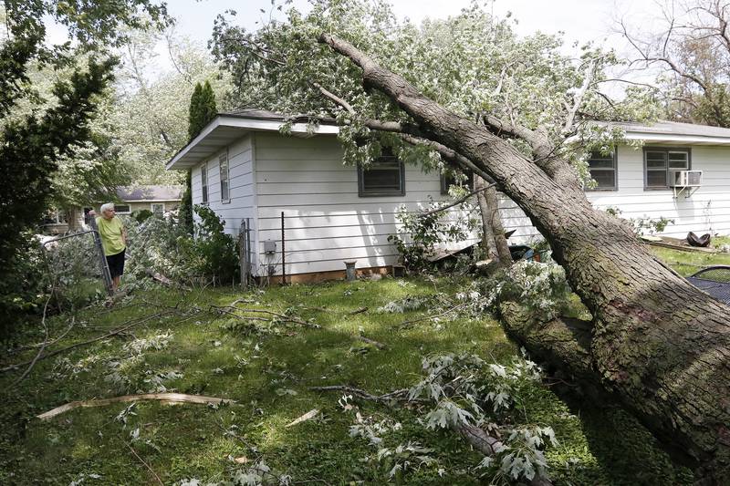 Caroline Dombrowski, 84, of Crystal Lake, stands at her backyard gate next to her home as she talks about the tree laying across her home from a storm the night prior on Wednesday, Aug. 11, 2021 in Crystal Lake. Dombrowski recalls planting the tree as a sapling in 1963 and vividly recalls the 1968 tornado that came not far from her home.