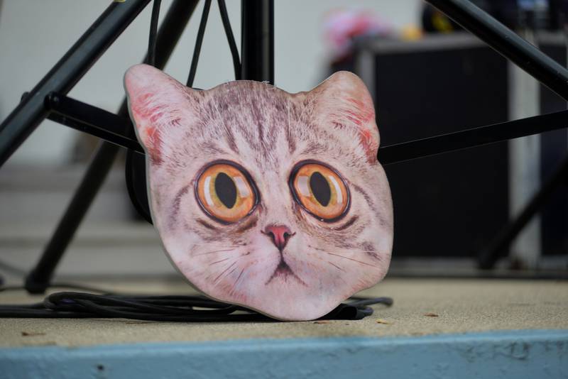 This kitty kept an eye out as Captain Rat and the Blind Rivets performed at the Mt. Morris Jamboree on Friday, Aug. 15, 2025.