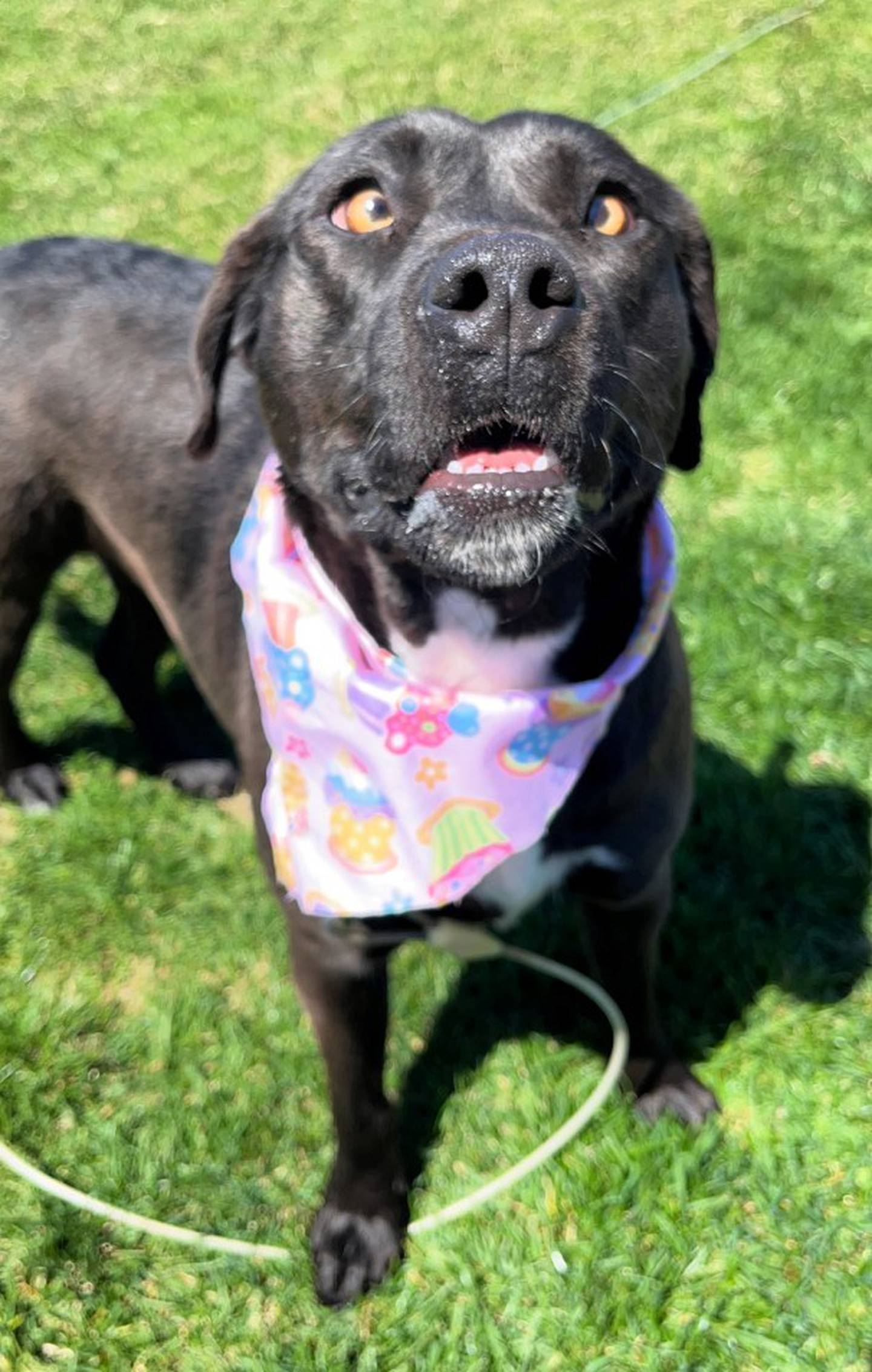 Perla is a sweet 2 to 3-year-old pittie/Labrador mix that was recently surrendered to Joliet Township Animal Control. Perla loves to stick her little tongue out and has the most adorable expressions and warmly colored cross eyes. She is housebroken and does well with other dogs, cats and children. To meet Perla, call Joliet Township Animal Control at 815-725-0333.