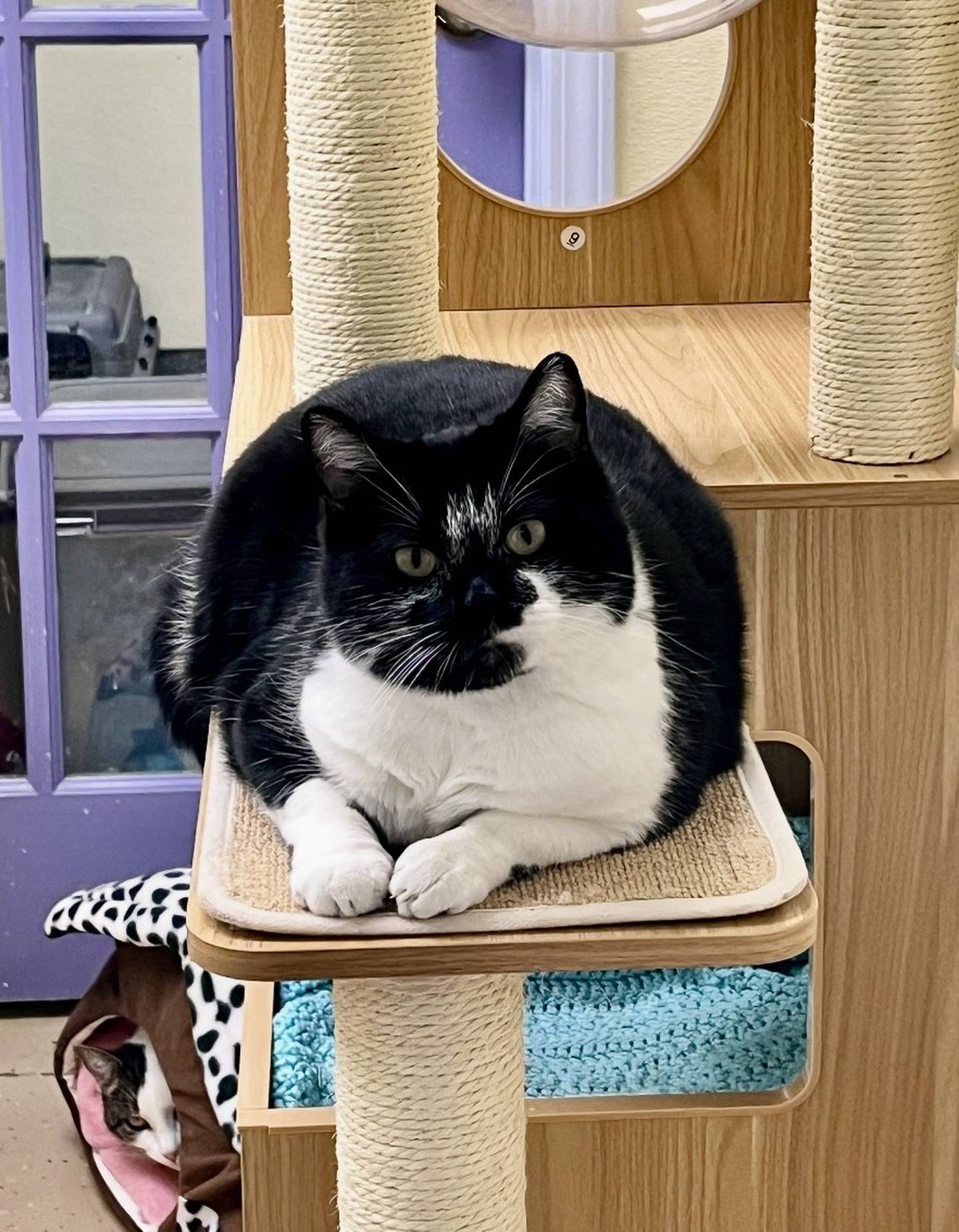 Two-year-old Pebbles was found as a stray and never reclaimed. Pebbles is a mellow cat who loves cheek rubs and head scratches. Pebbles doesn’t mind other cats, but she is still learning how to be buddies, as she can be a bit awkward. Pebbles is starting to play with toys and enjoys catnip toys or shiny, crinkly balls. Contact the Will County Humane Society at willcountyhumane.com and follow the instructions for the adoption process.