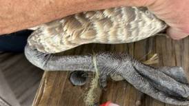 Will County Forest Preserve District warns discarded fishing line can ‘strangle, maim, or kill’ wildlife