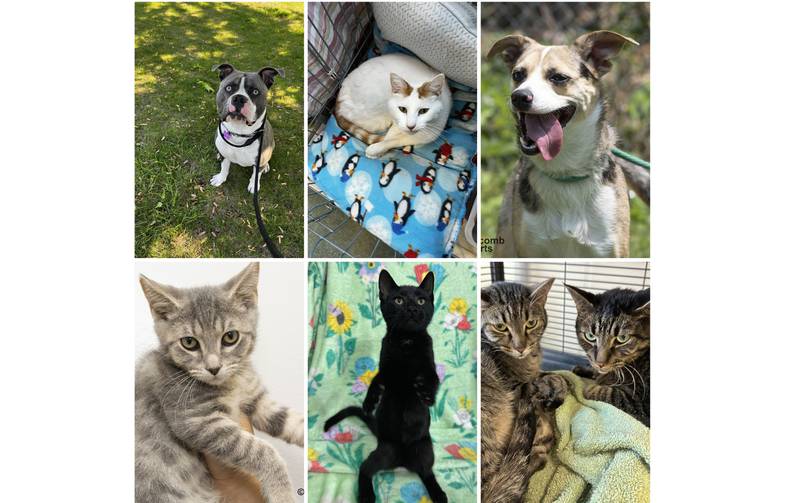 The Herald-News presents this week’s Pets of the Week. Read the description of each pet to find out about that pet, including where it can be adopted in Will County.