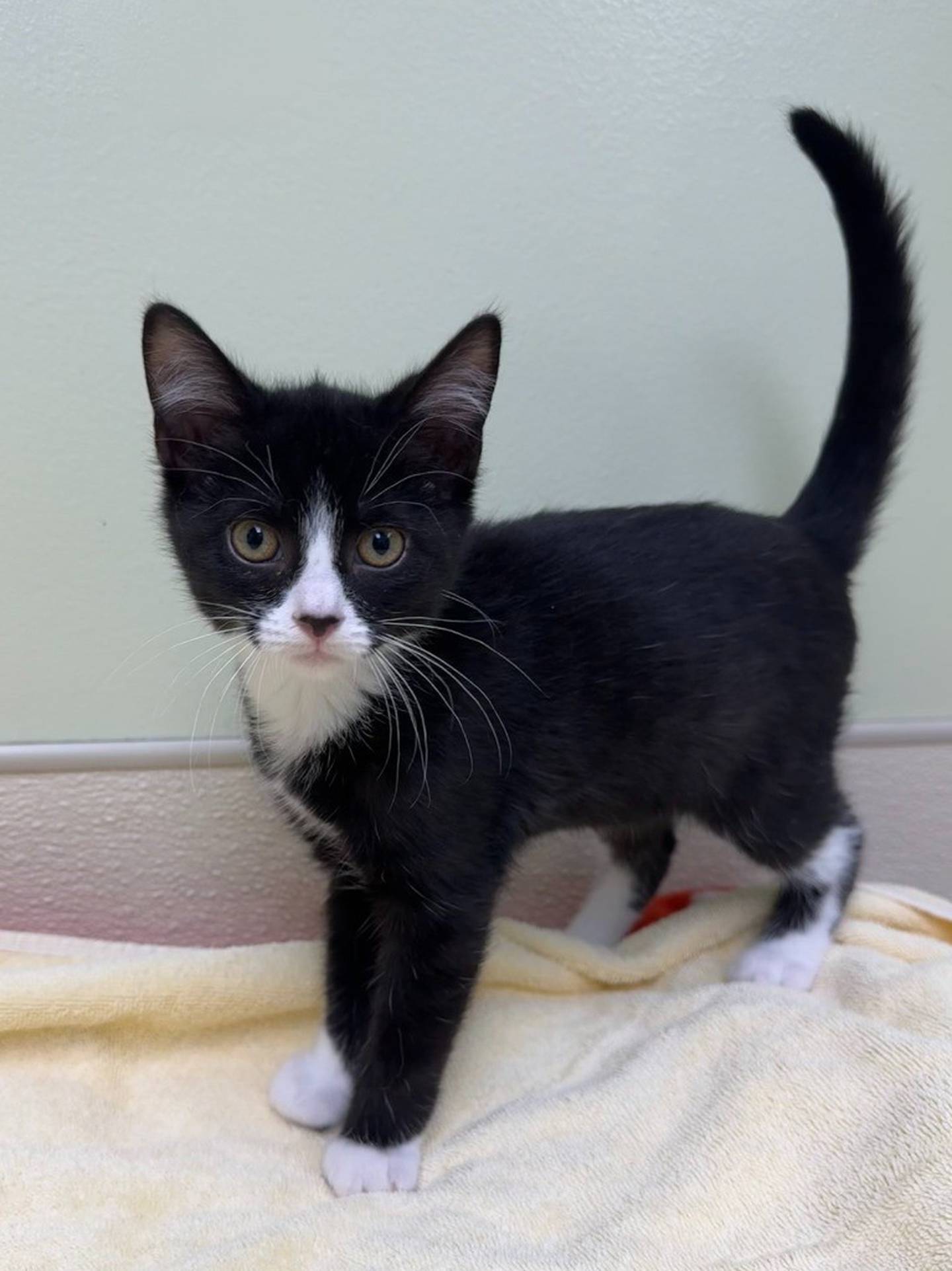 Six-month-old Bashful is sweet and playful, and he loves people and toys. He needs a home with people who will play with him and where he can share his love. Visit willcountyhumane.com and follow the instructions for the adoption process.