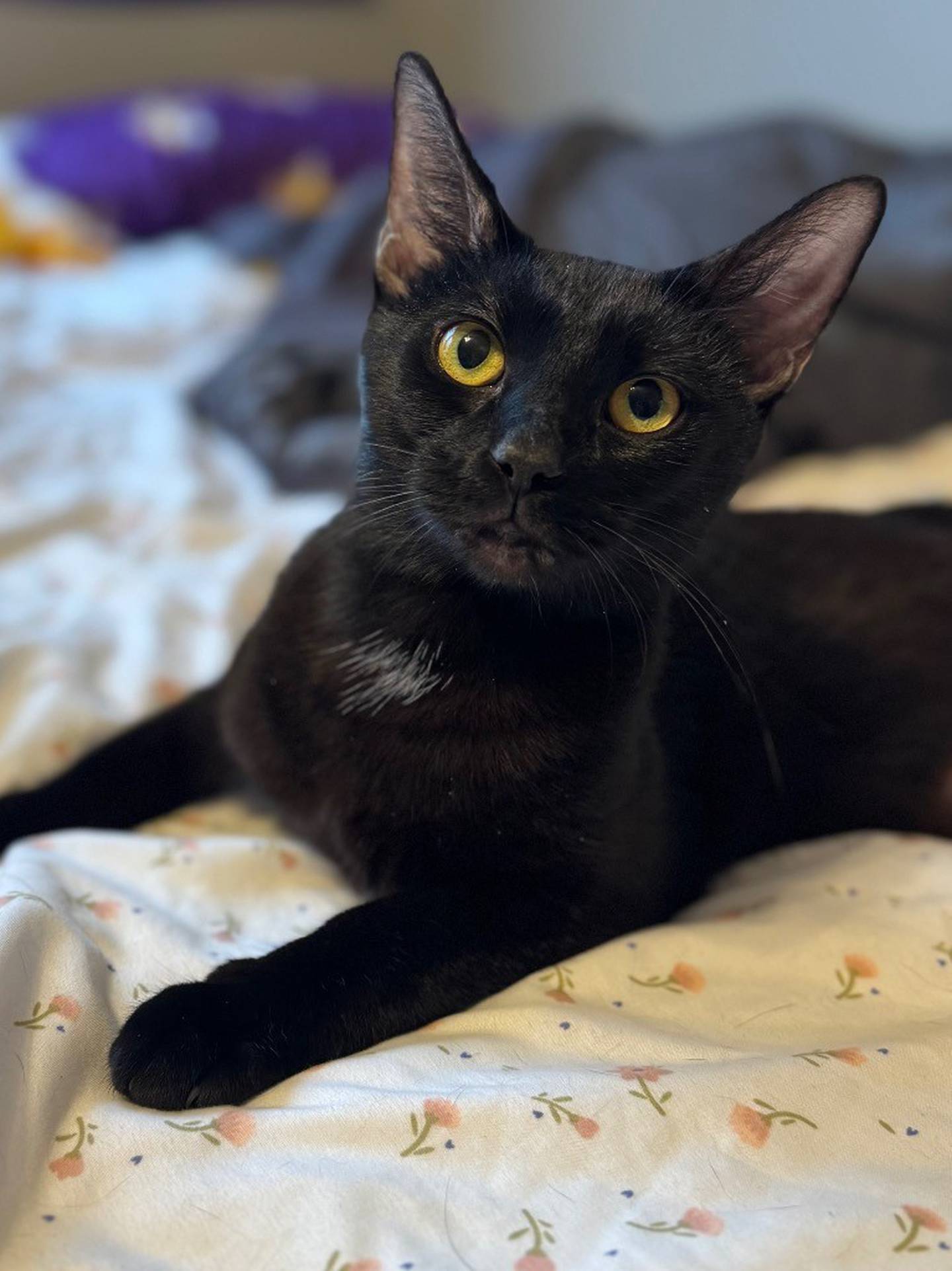 Envy, a cute and quirky 18-month-old cat, year old came to the humane society from local animal control with her three kittens. This feline family spent some time in a wonderful foster home while they grew healthy and the kittens started to wean. Envy is incredibly affectionate and loves attention. To meet Envy, mail the Will County Humane Society at willcountyhumane.com and follow the instructions for the adoption process.