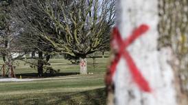 Yorkville spending $50,000 to remove trees from park for safety reasons