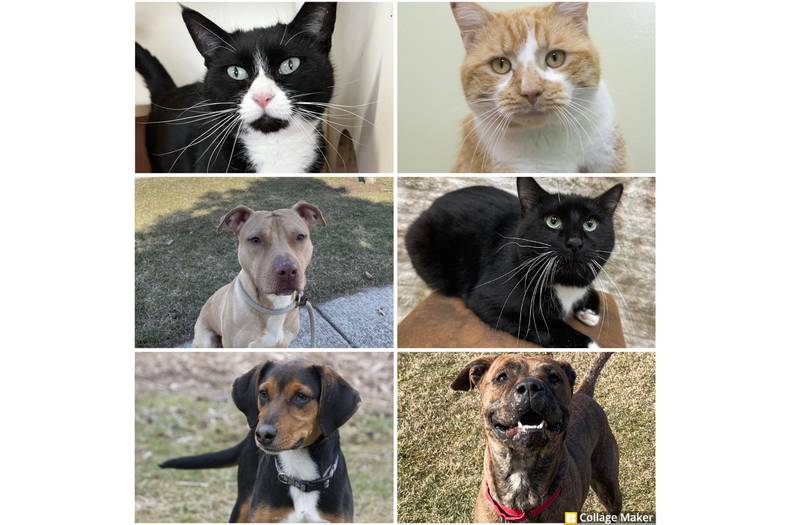 The Herald-News presents this week’s Pets of the Week. Read the description of each pet to find out about that pet, including where he or she can be adopted.