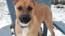 Smart young dog eager to learn in forever home