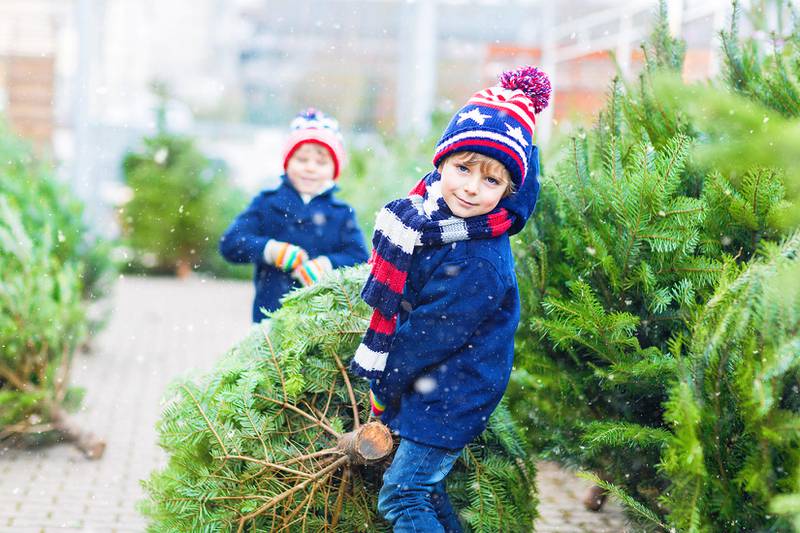 Countryside Flower Shop - Elburn - Fresh Fir Trees Herald in Christmas