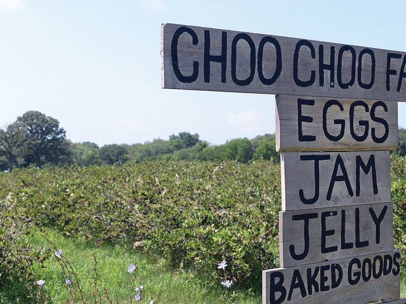 Pick your own berries at Choo Choo Farms in the Illinois Valley 