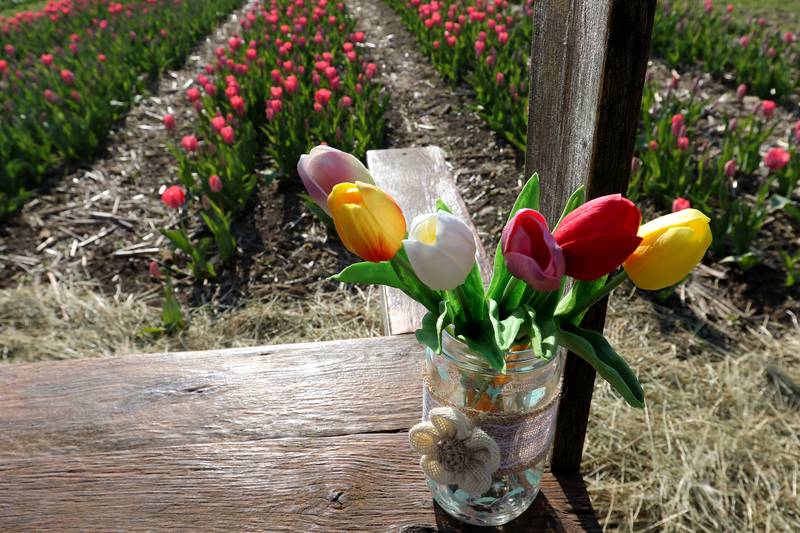 Tulips are in bloom for the Richardson Adventure Farm's Tulip Festival on Thursday, April 22, 2021, in Spring Grove.