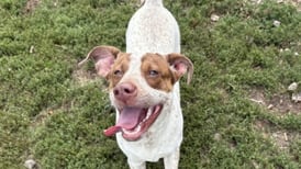 Kendall County needs ‘rescues and adopters’ after influx of dogs, cats to animal control