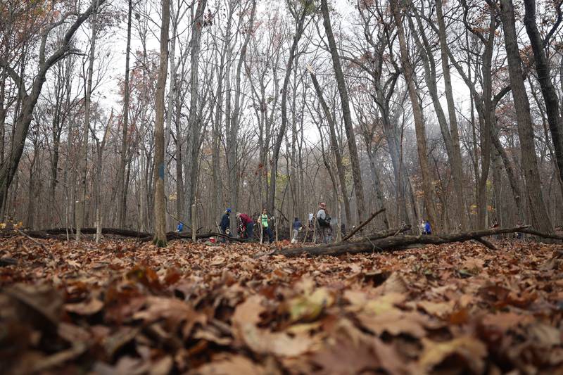 Dozens of volunteers help clear invasive trees and brush at the nature preservation event to restore light to the woodland floor in Pilcher Park on Sunday, Nov. 10, 2024 in Joliet.