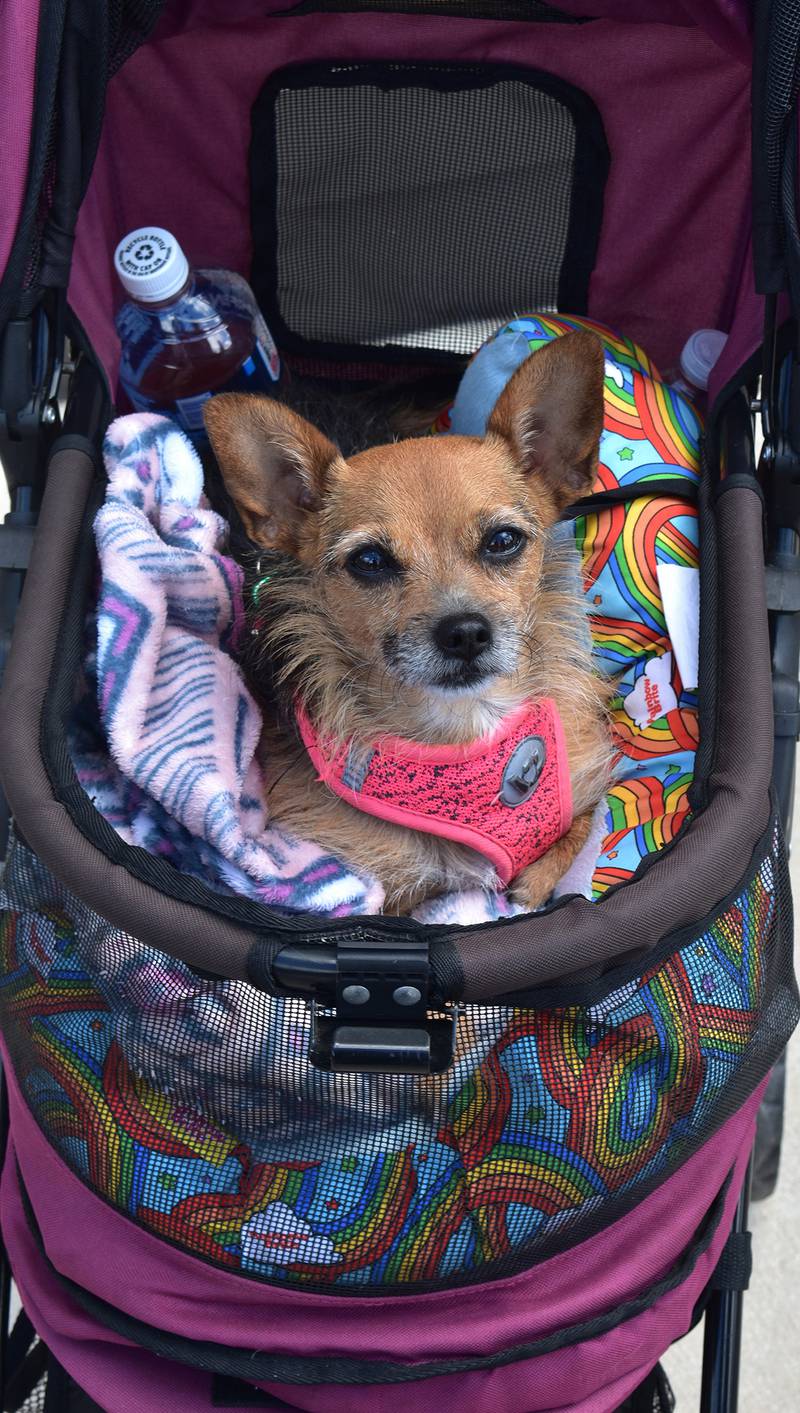 Sassy from Amboy enjoys the Amboy Depot Days car show Sunday, Aug. 24, 2025.