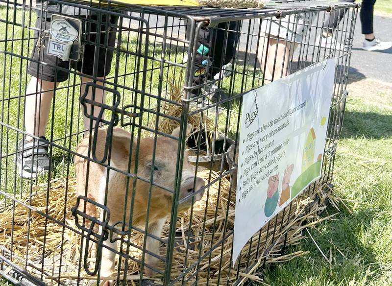 Oregon Elementary School students learned about farm animals during the Oregon High School's FFA petting zoo on Friday, May 9, 2025.