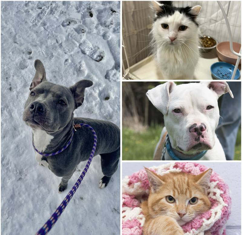 The Herald-News presents this week’s Pets of the Week. Read the description of each pet to find out about that pet, including where he or she can be adopted