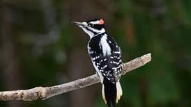 Good Natured in St. Charles: Sizing up hairy woodpeckers as a wood walker