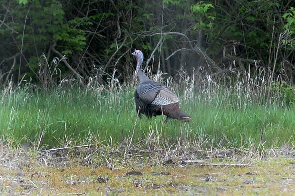 Illinois hunters harvest 882 turkeys during fall archery season