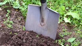 Homegrown Healthy: Hands-on course to teach horticultural skills at SVCC