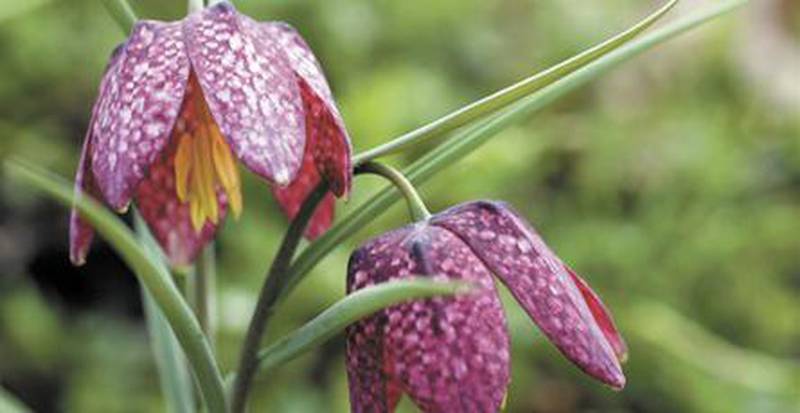 Fritillaria meleagris is seen in New Market, Va.  Some of the lesser-known spring flowering bulbs include the Fritillaria, which is available in a wide array of sizes, shapes and colors.  This variety  has a checkerboard-patterned, bell-shaped bloom.