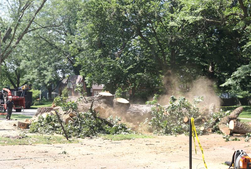 The trunk of the historic oak tree at 240 Rolfe Road in DeKalb finally falls Thursday, July 21, 2022, after standing in that spot for several hundred years. The tree, one of the oldest in the city, was beginning to die and lost a branch in a storm last week so at the advice of an arborist the city opted to remove it rather than risk more branches coming down and causing damage or injury.