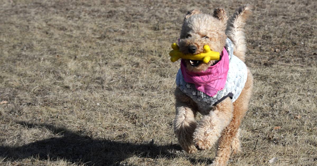 Dog Park coming to Peru’s Water Street